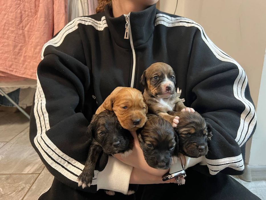 Доступні до бронювання цуценята кокер спаніель!)