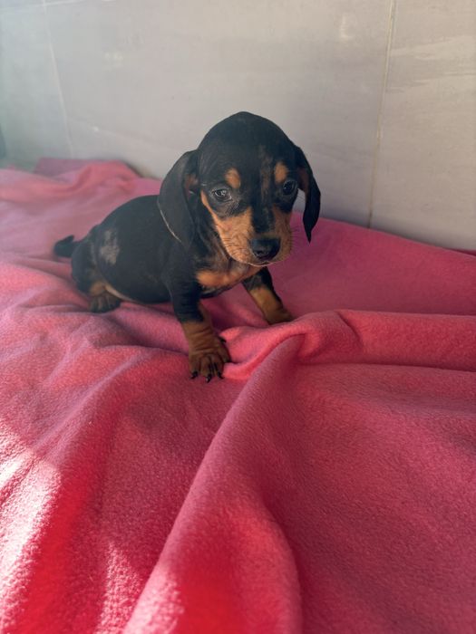 Teckel femea miniatura