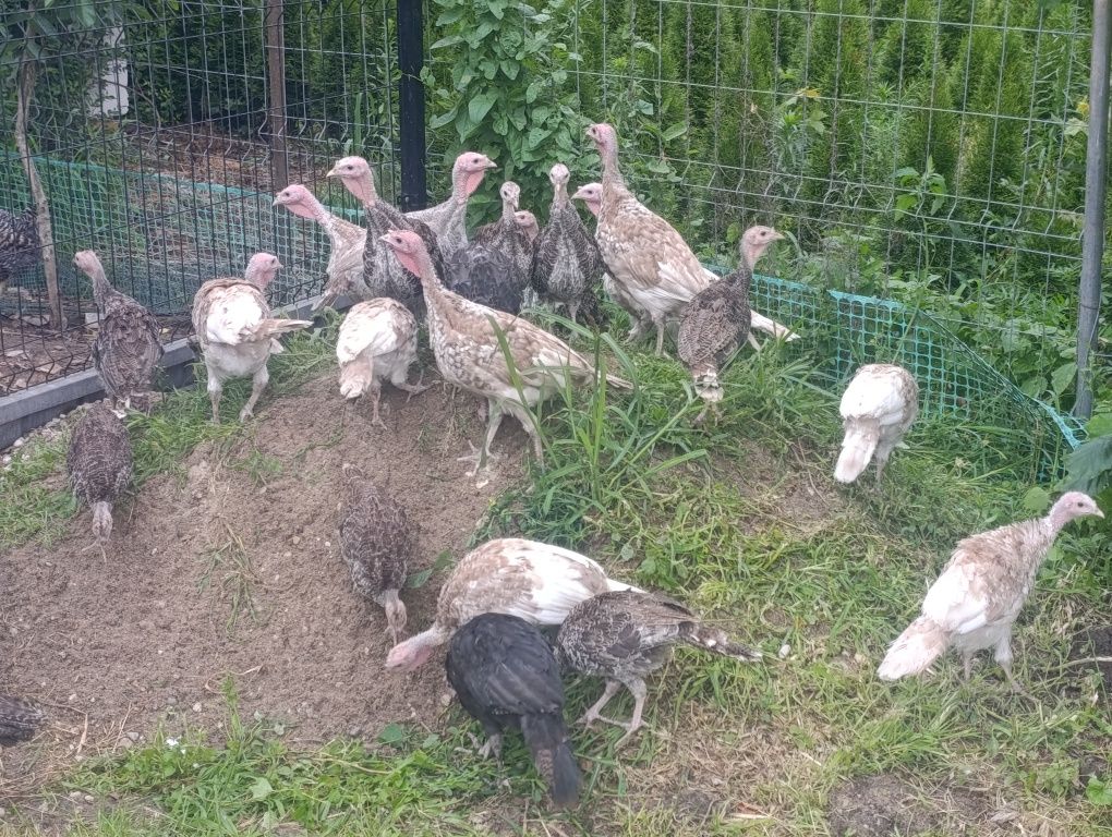 Indyki młode  2 miesięczne