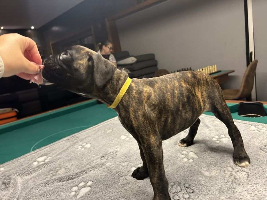 Cachorro Boxer excelente linhagem