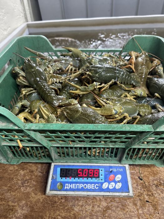 Живі раки завжди в наявності, краща ціна!