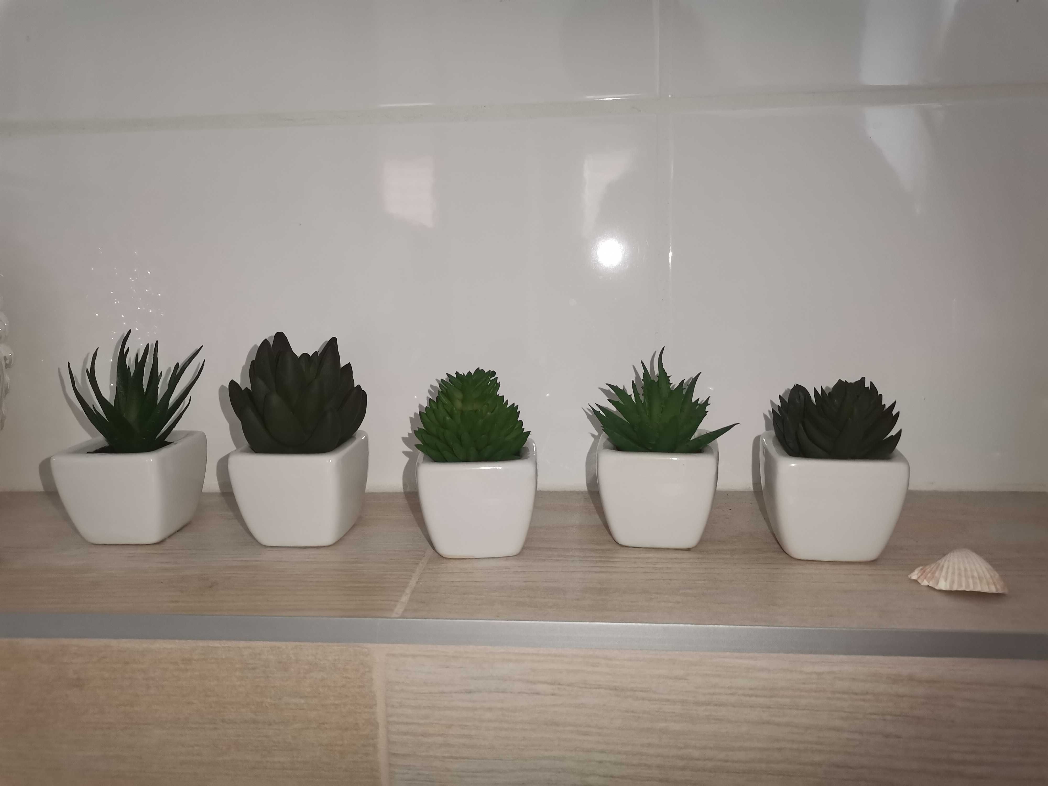 Kaktus, stuczna roślina 10 cm
