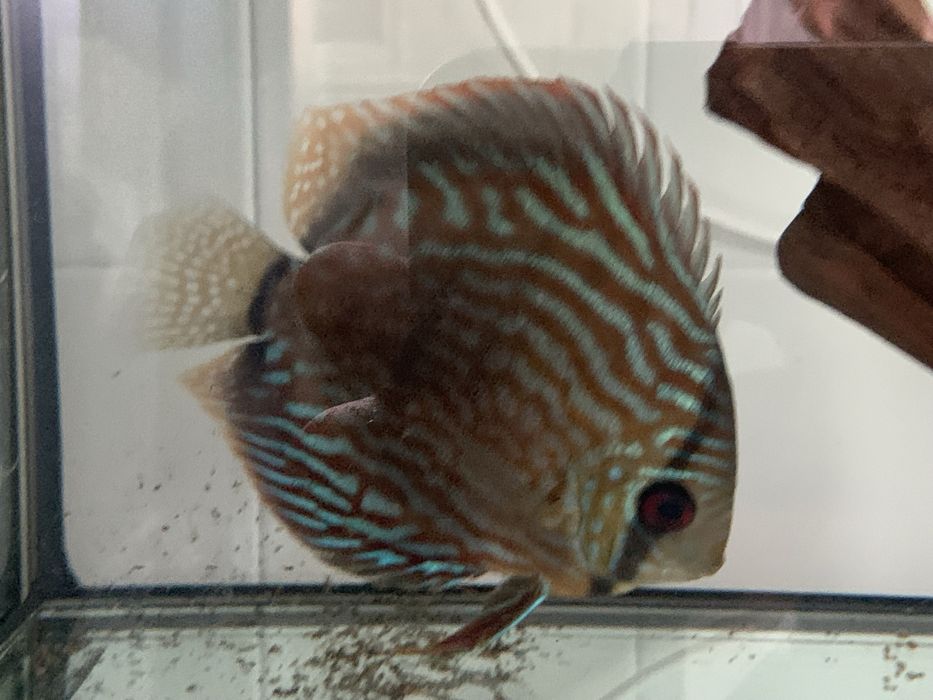 Vendo discu piwowarosky red turquesa