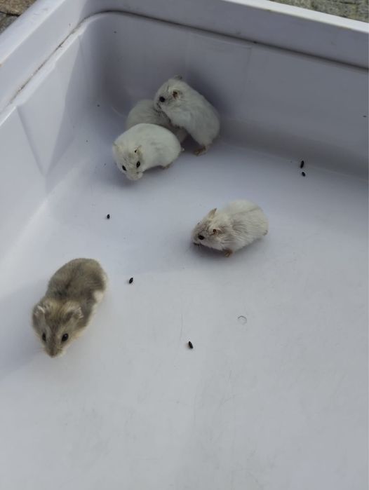 Hamsters 5 euros cada