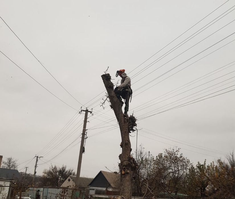 Зрізати аварійне дерево, спилить дерево