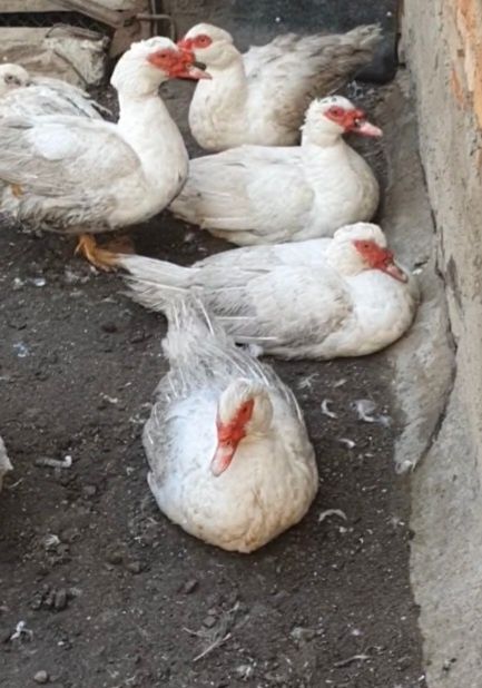 Продам Індо Качурів та Качечок