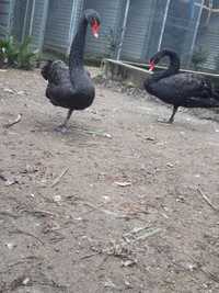 casal adulto de cisnes pretos