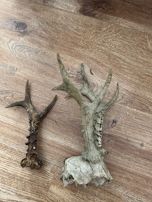 Poroże jelenia rogi