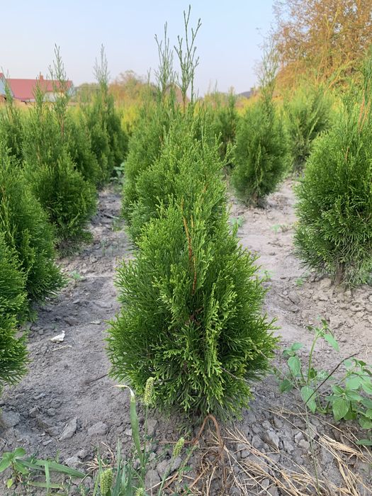 Туя Смарагд Брабант Колумна Кипарисовик