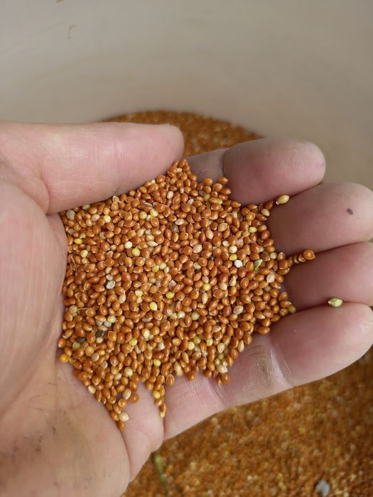 Proso czerwone i gierczyckie