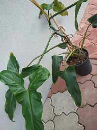 Philodendron Mexicanum . Roślina kolekcjonerska.