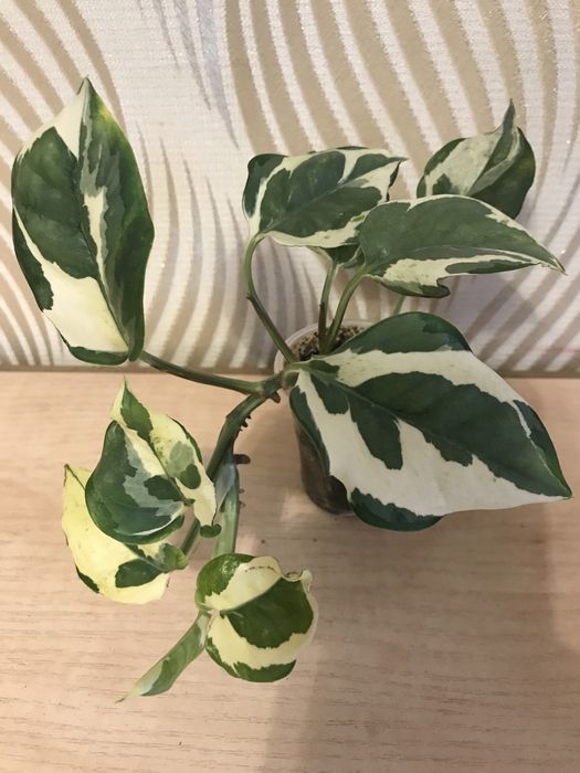 Филодендроны. Сциндапсусы, Эпипремнумы