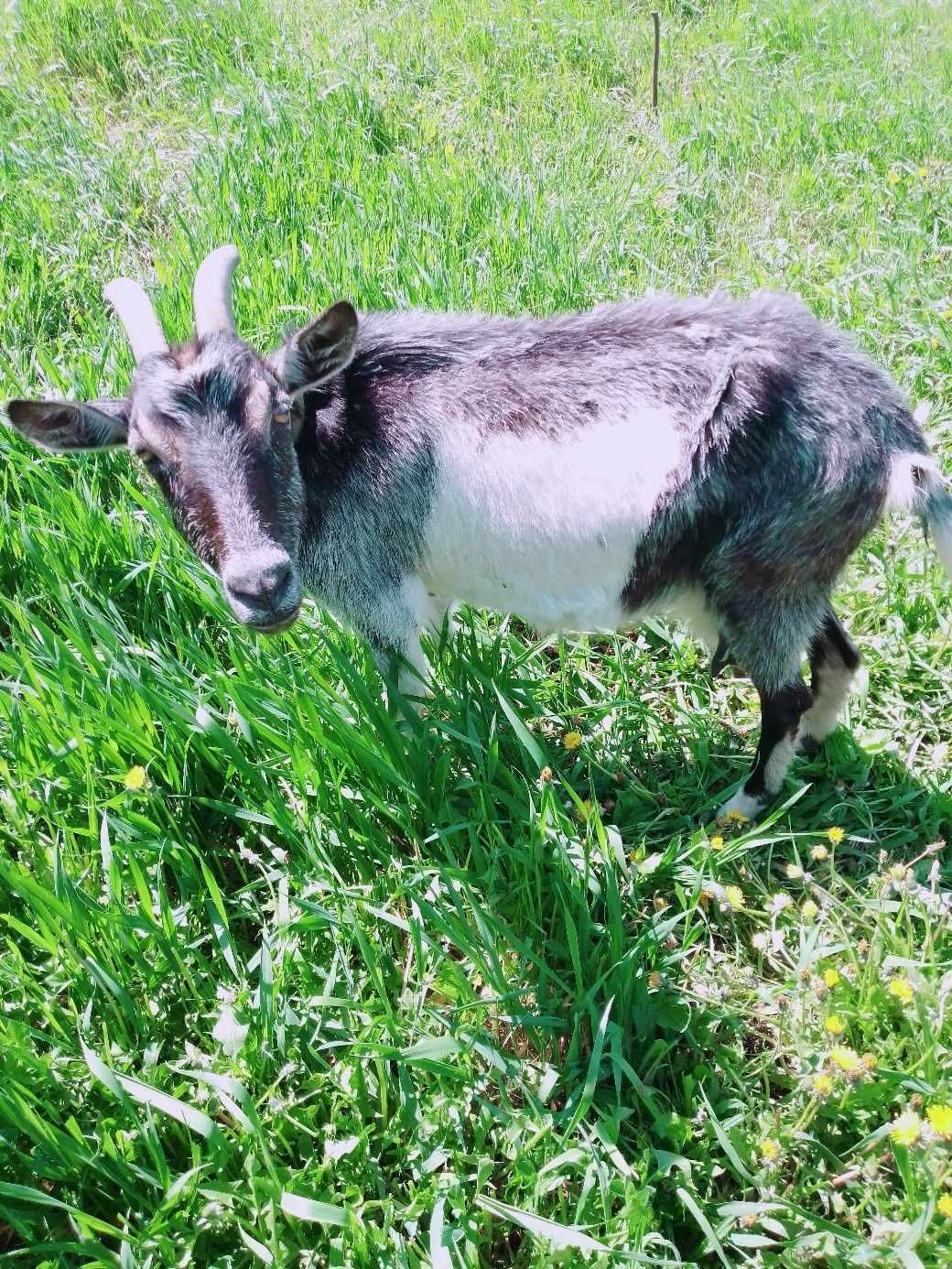 Продам козу і козеня