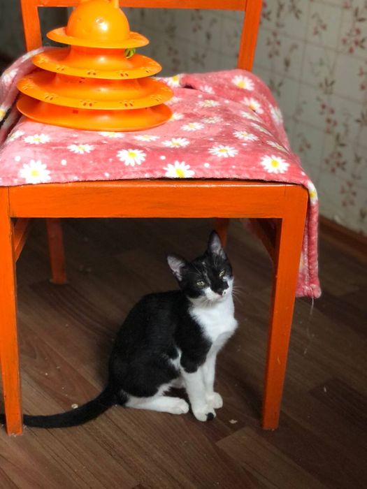 Котенок мальчик 8  месяца бесплатно