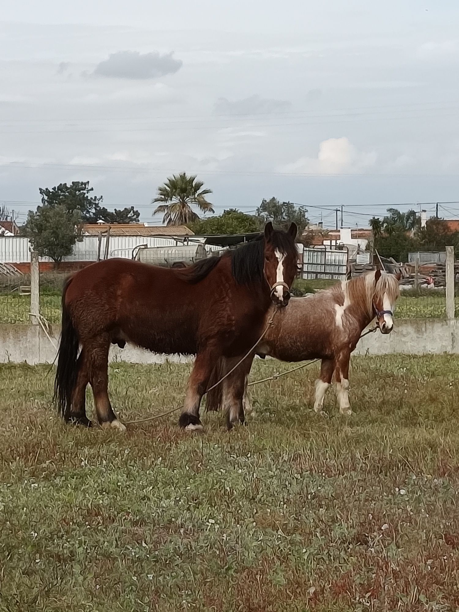 Pacheron mansinho