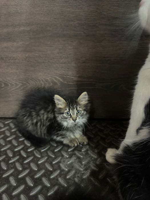 Отдам даром котенка