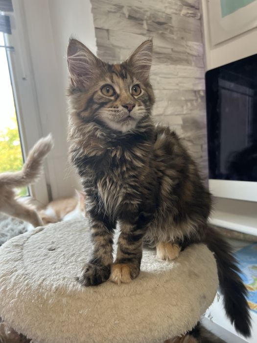 Kotka Maine Coon “GIGI” f22 FPL/FIFE – klasyczny czarny szylkret