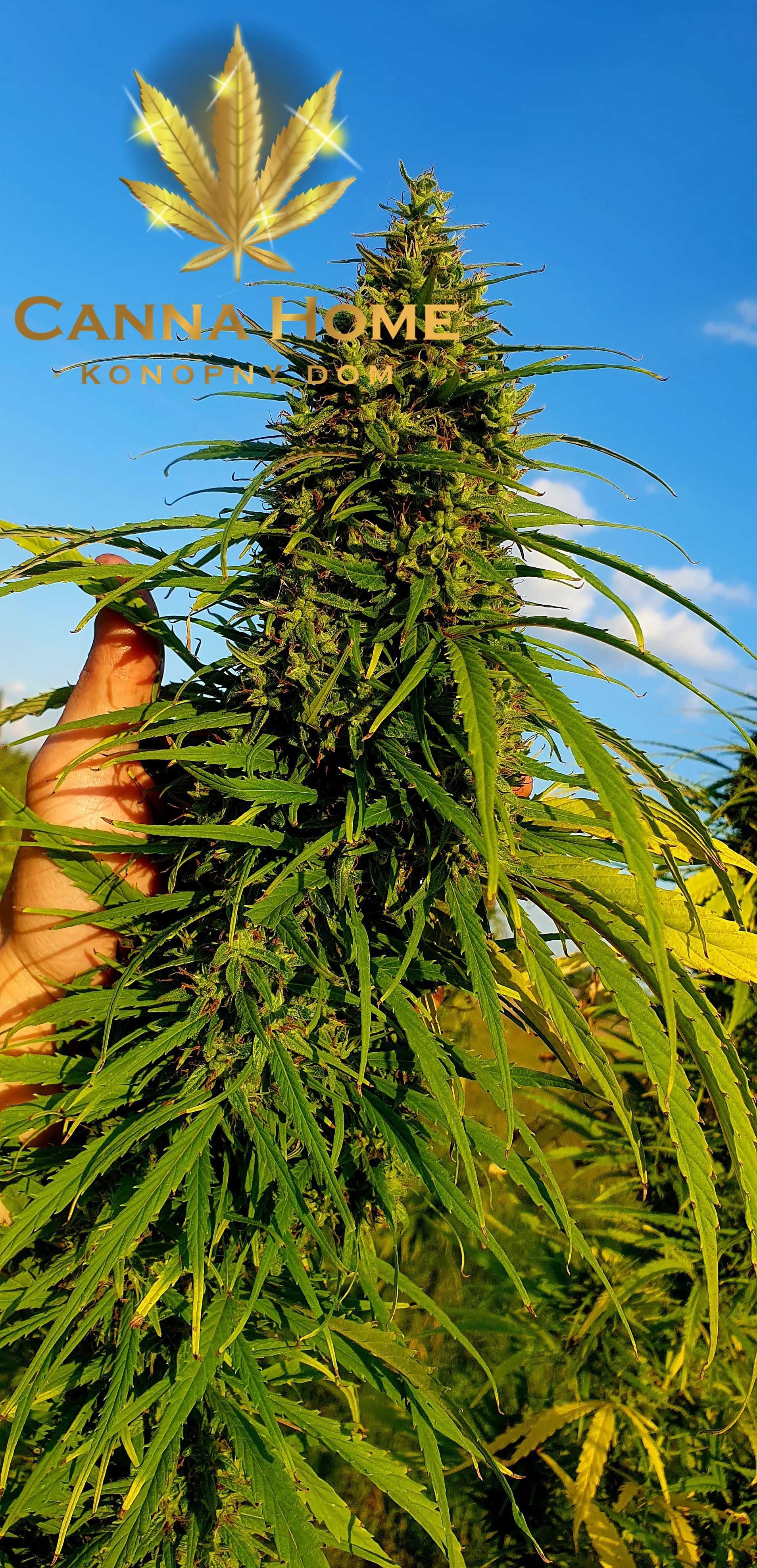 Konopie susz kwiatostanów frakcja CBD cannabis sativa 1kg PROMOCJA