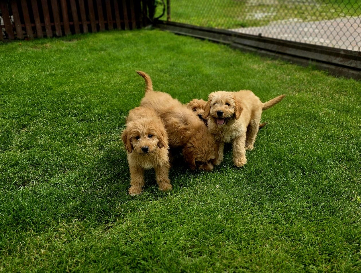 Goldendoodle piesek f1