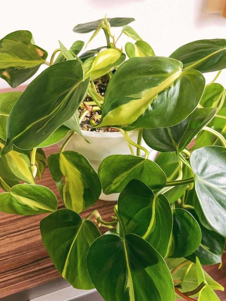 Філодендрон Бразил, кімнатні рослини яскравий позитив  озеленення