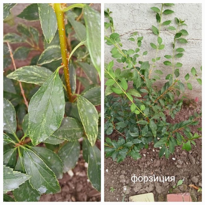 Продам   керрию,котовник,кариоптерис,молочай ,очиток