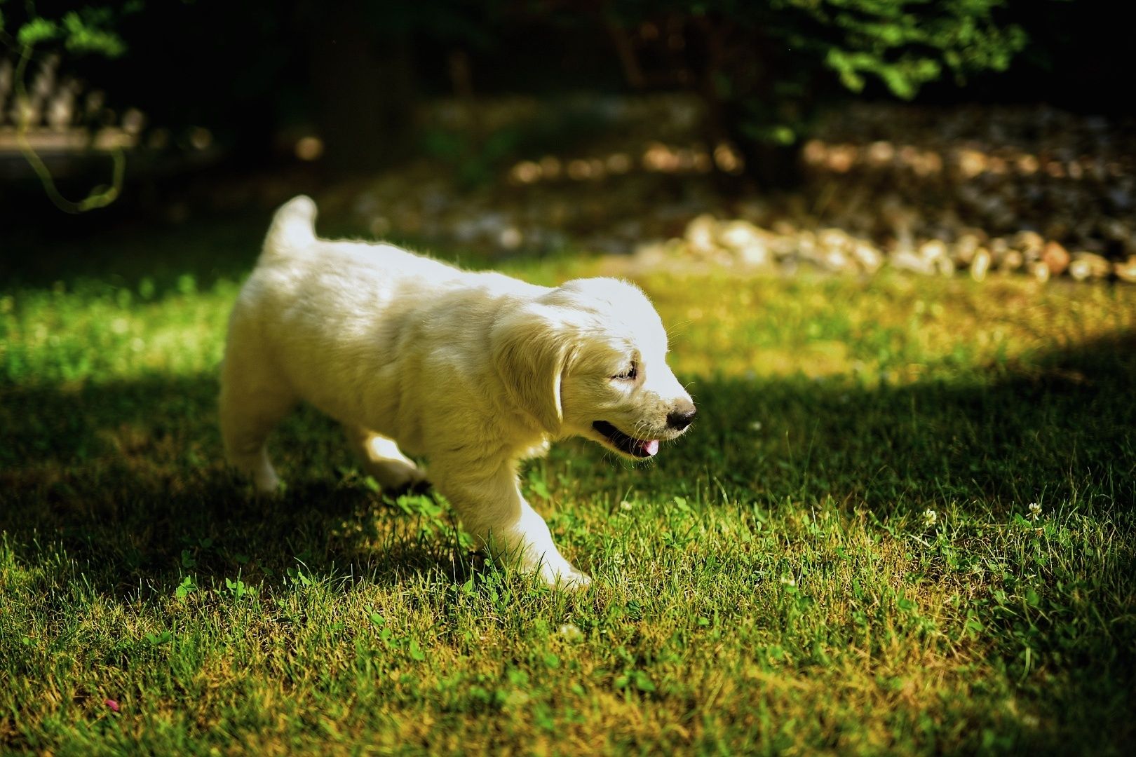 Golden retriever szczenięta ZKwP FCI