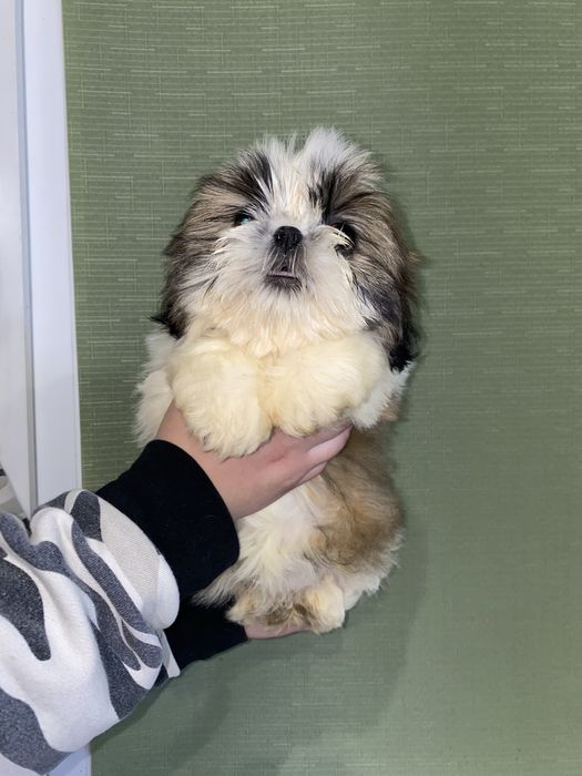 Шикарна леді з документами