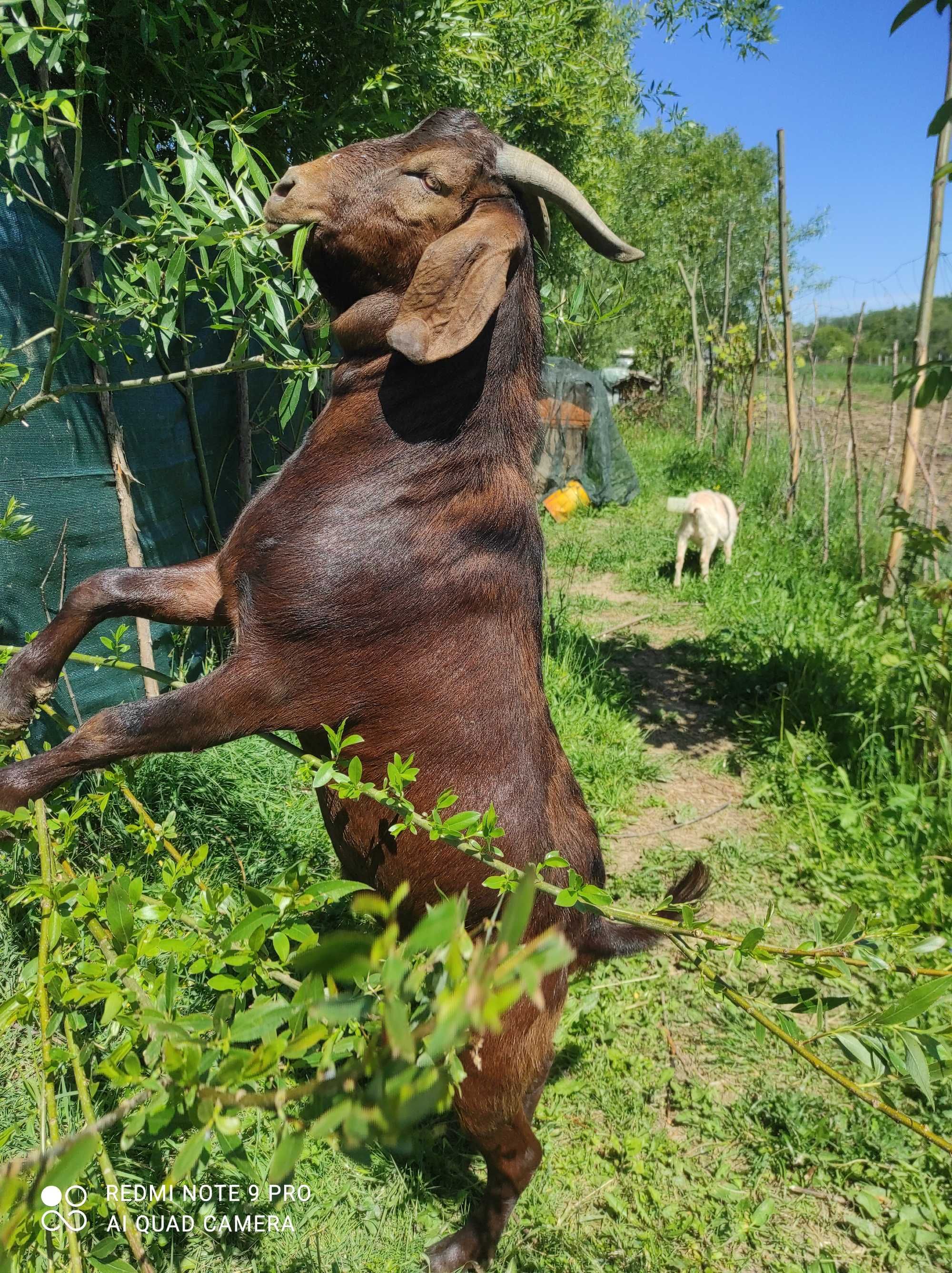 Koza Kalahari Red Burska mięsna