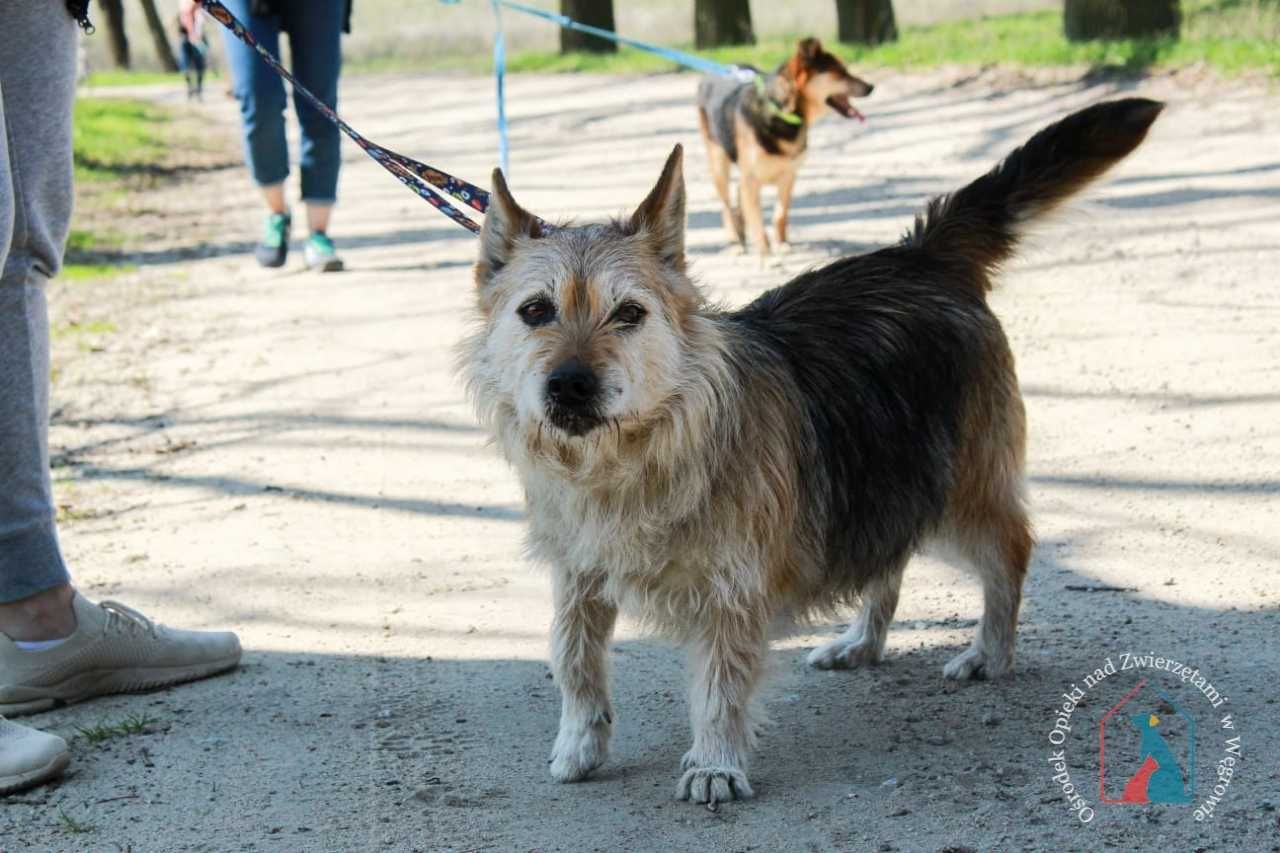 Przyjazna, nieduża, fajna  sunia Doris szuka domu!