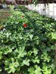 Pelargonia Calliope 'Dark Red' doniczka 12 cm