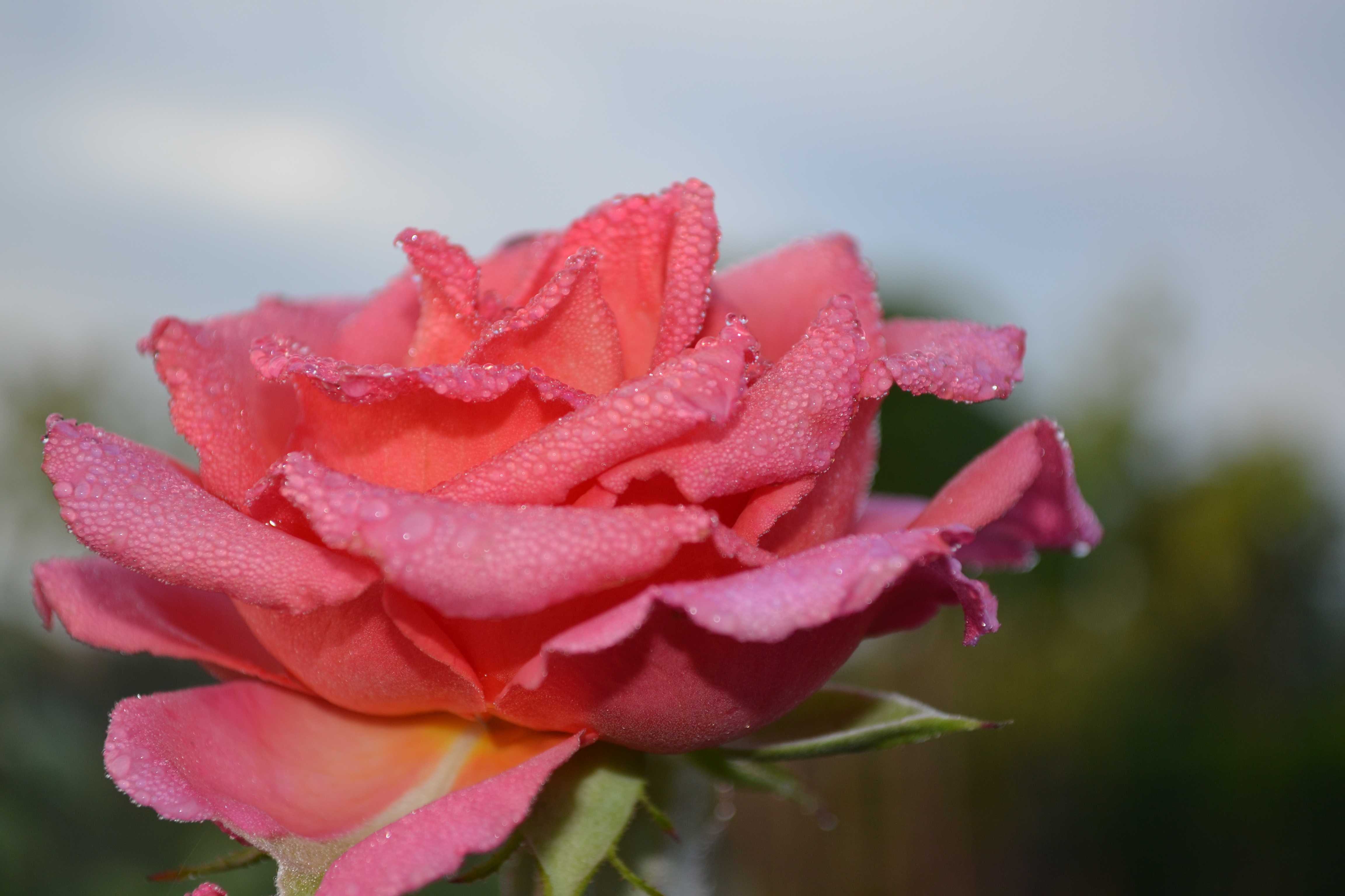 róża wielkokwiatowa na pniu, pnące i krzewiaste mix kolorów