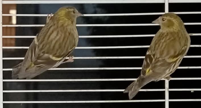 Vendo  casais de canários ou troco