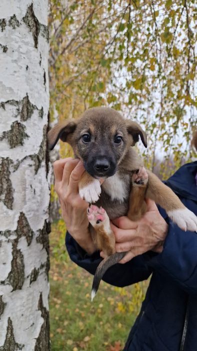 Щеня дівчинка 1.5 місяці, буде середньою