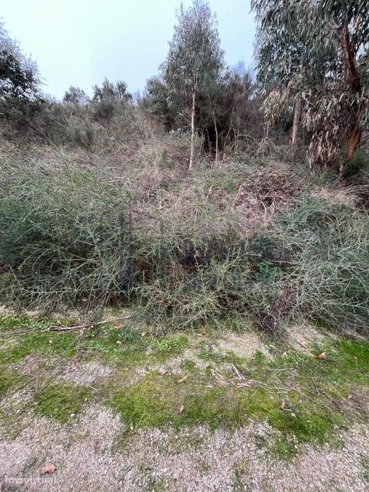 Terreno localizado na freguesia de São Tomé de Covelas