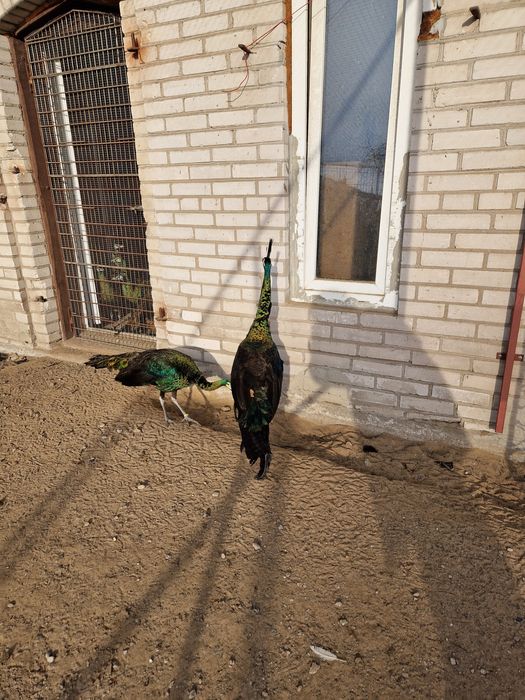 Sprzedam pawie zielone imperatory