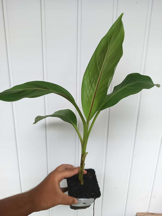 Bananowiec MUSA SIKKIMENSIS RED TIGER sadzonka P9 banan 20CM