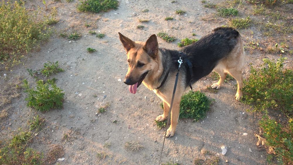 Dyplomowany Behawiorysta - Zoopsycholog dla Twojego psa, Trener psów