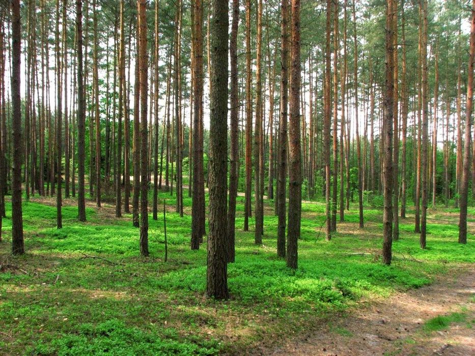 Las sosnowy Myszakówek