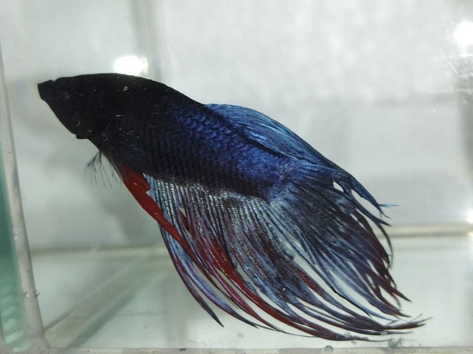 Петушок, півник, різні кольори, коронохвостий, плакат, дельта, вуаль.