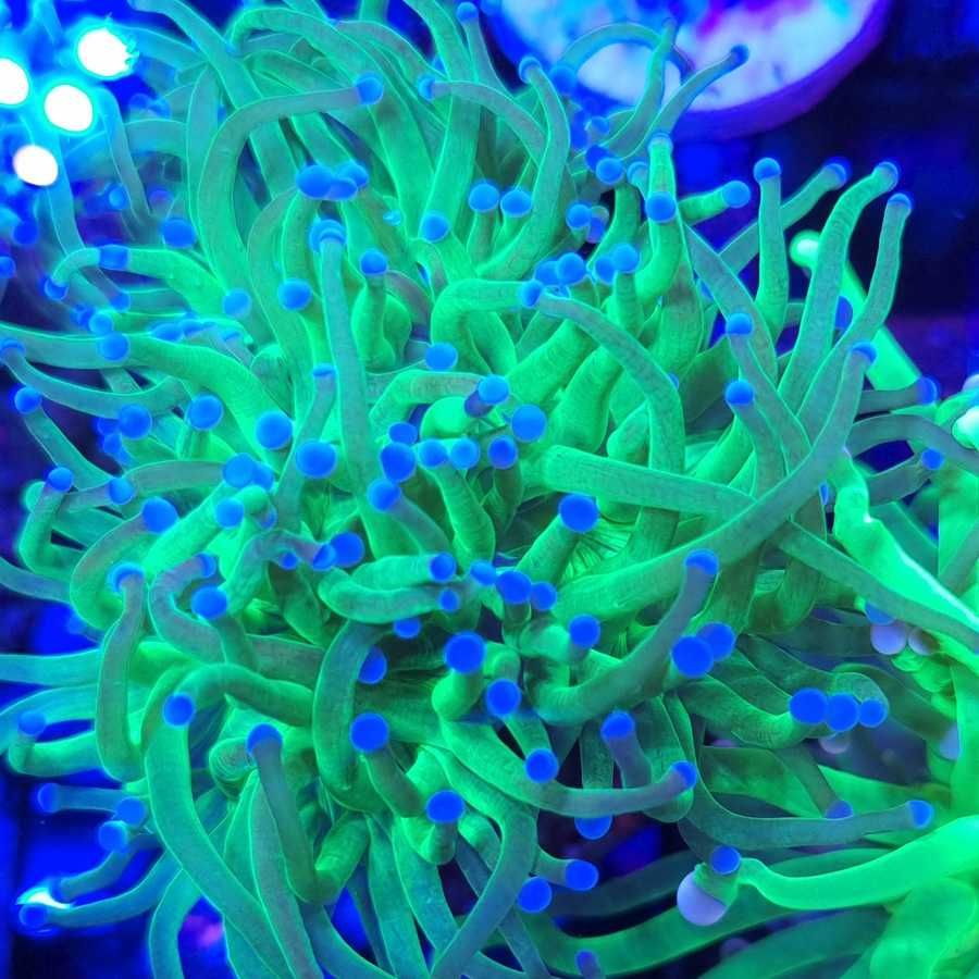 Euphyllia Glabrescens Toxic Green 1H koralowiec akwarium morskie Koral
