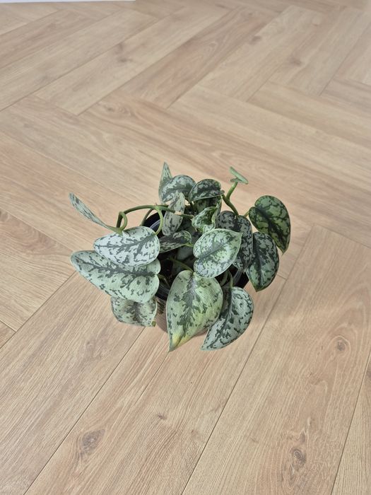Scindapsus Silvery Ann rozm. M