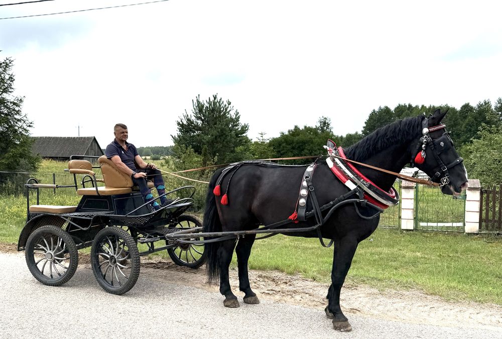 Kary koń, ślązak - sprzedam razem z maratonówką