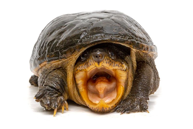 Черепаха-вампір, Великоголова мулова черепаха Claudius angustatus