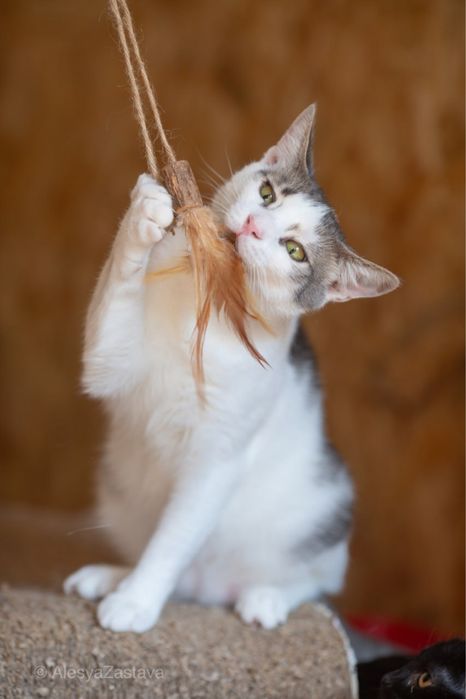 Круз 1 год, котенок, котик, красивый котенок