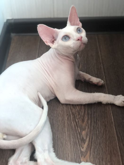 Хлопчик сфінкс Доступен в Польше