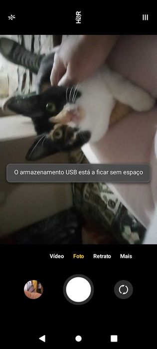 gatinha perdida para adoção  grátis