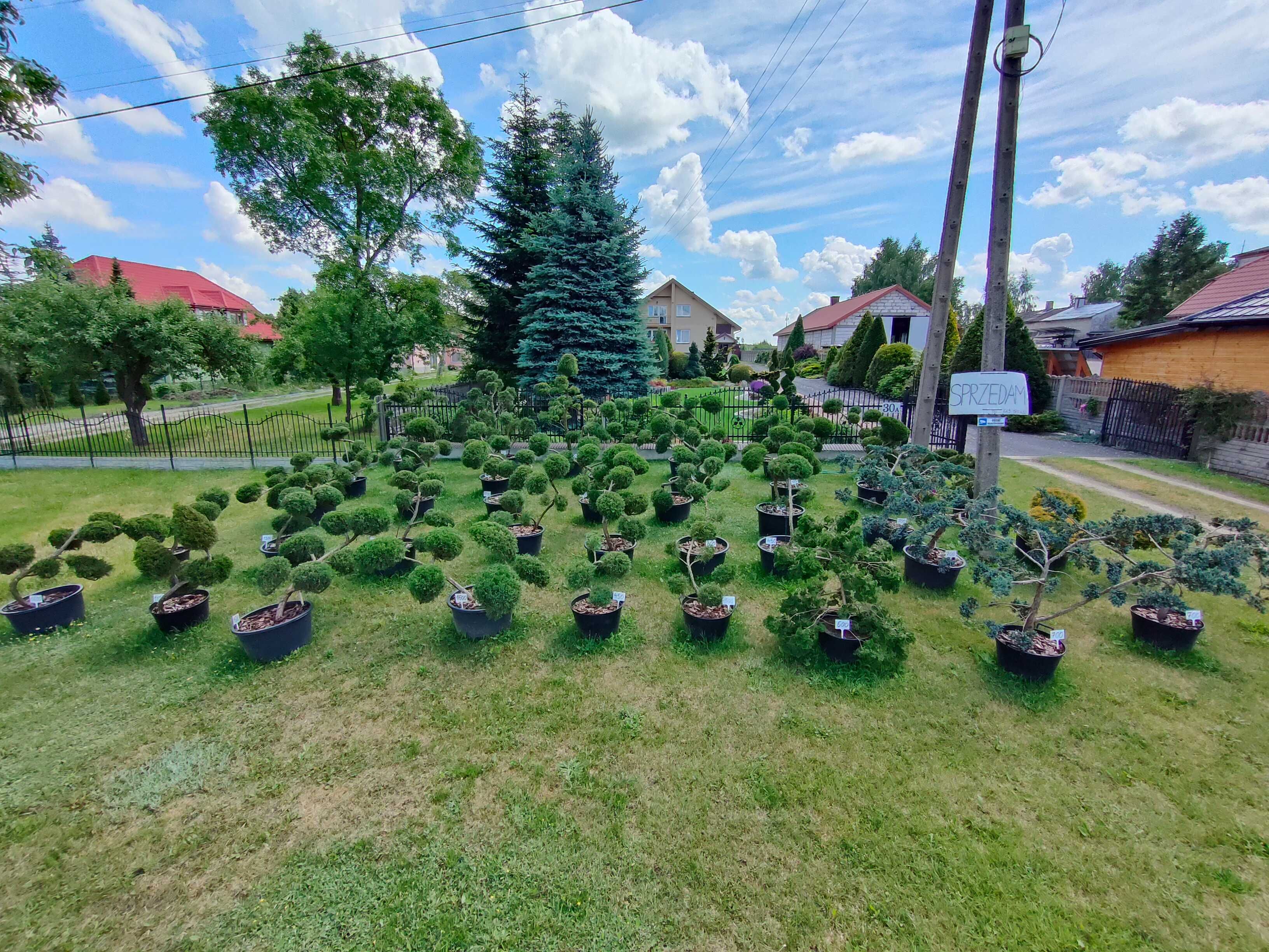 BONSAI NIWAKI Krzewy Formowane Przy Zakupie WSZYSTKICH 40% RABATU