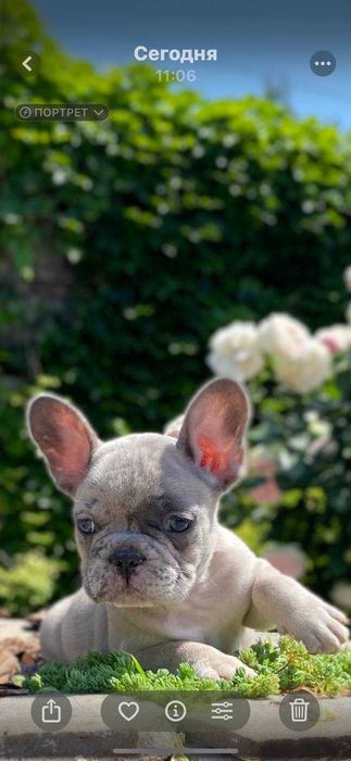 Голубоглазый Французик