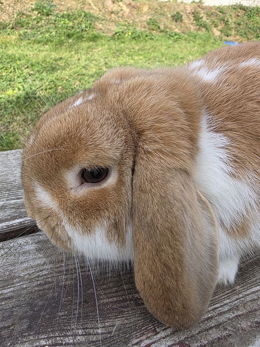 Mini lop  , karzełek Baran  żółty i czerwony