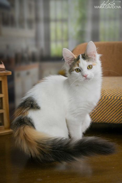 Черепаховая кошечка 4 мес — привита, знает лоток, ласковая